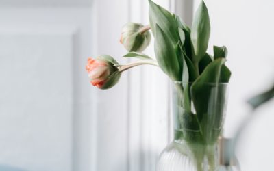 Get Well Soon Plants